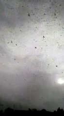 टिड्डियों का दल अब पहुँचा उत्तर प्रदेश के औरैया, देखिए वीडियो