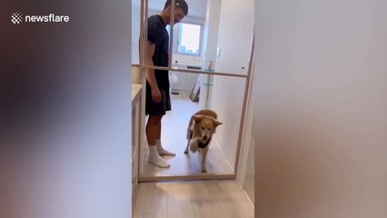 Pet dog scared of door without any glass