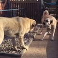 ANADOLU COBAN KOPEKLERi GUC DENEMELERi - ANATOLiAN SHEPHERD DOG POWER TRiALS