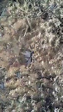 Des milliers d'insecte sortent de ce trou... terrifiant