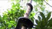 Ce serpent a une technique incroyable pour grimper aux arbres