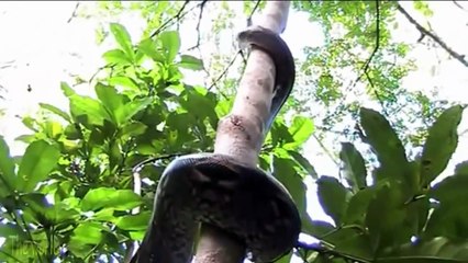 Ce serpent a une technique incroyable pour grimper aux arbres