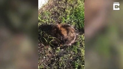 Ce caneton abandonné pense que ce chat est sa maman