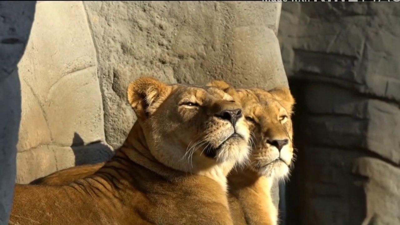 Deer killed by lion & lion has eaten deer//#Worldanimals..