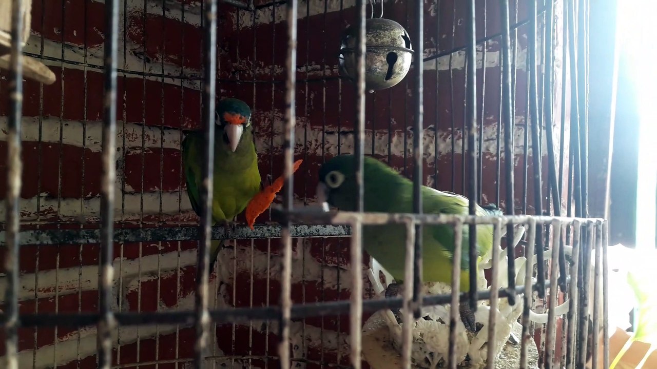 Pericos frente naranja comiendo Doritos Diablo