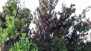 ¡FIN DE MUNDO! “Nube” de langostas amenaza con arrasar cultivos en cuatro países de Sudamérica
