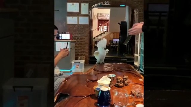 Animales Graciosos #5 - Risa con ternura