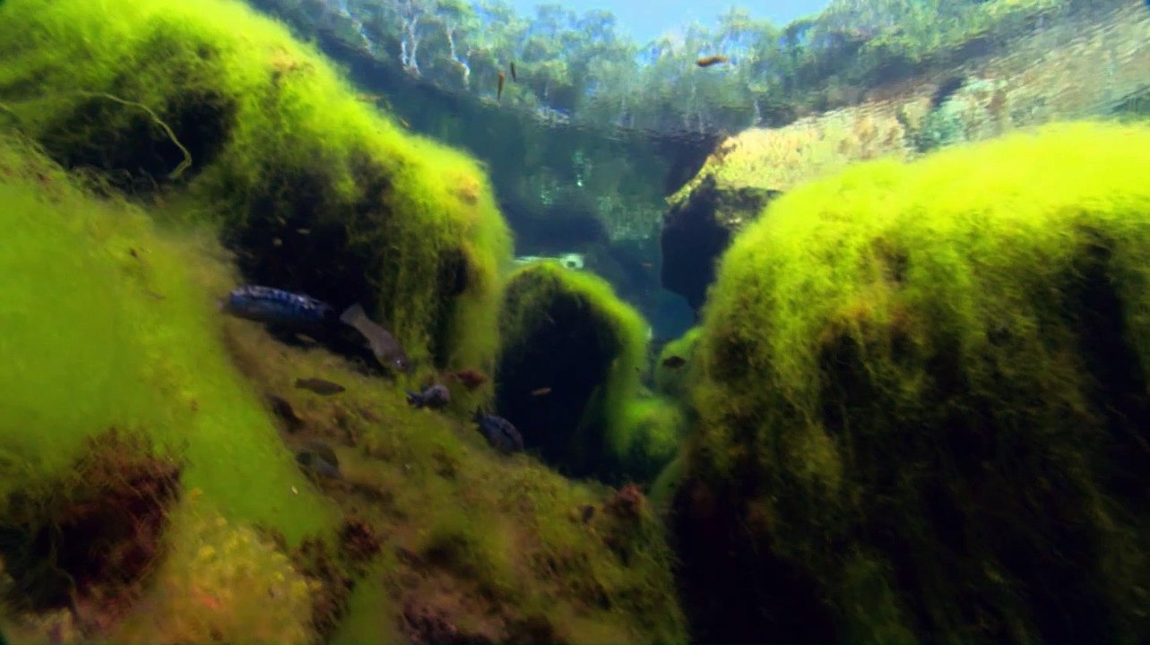 planet earth x carbon based lifeforms - Supersede