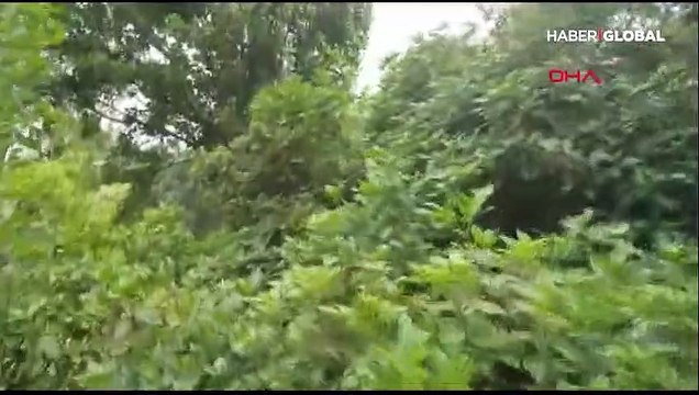 Kedilerle kargaların yavru karga mücadelesi kamerada