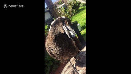 Magpie gets confused at her reflection in phone case