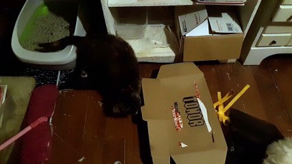 Tigress Playing With Her Toy Mouse