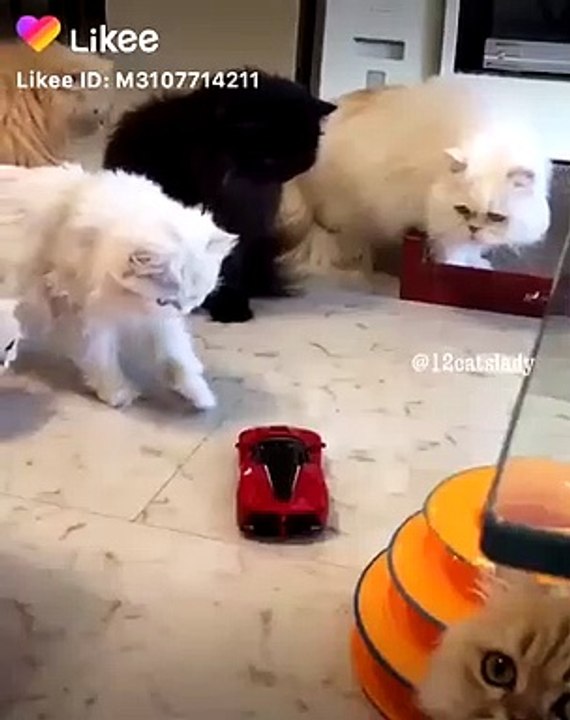Baby Cats - Cute and Funny Cat Videos Compilation