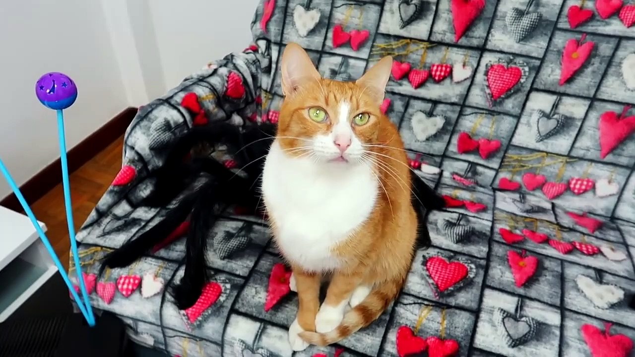 CURIOSIDADES DE LOS GATOS - PARTE #1