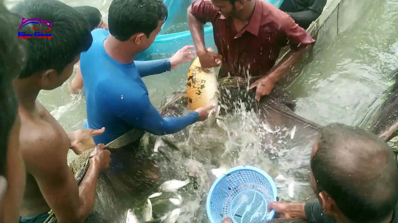 Unbelievable Net Fishing Videos Bangladesh Traditional Net Fish Catching in The Village Pond