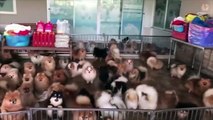 Mini Pomeranian - Funny and Cute Pomeranian Videos #3 - CuteVN