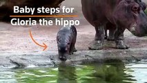 Baby hippo's first dive in a deep pool  || Reuters || Update News || Intelligence Park