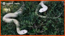 SLIDESHOW- Albino animals || Reuters || Update News || Intelligence Park