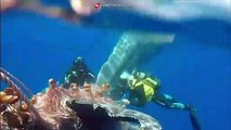 Italian coastguard rescue a sperm whale trapped in a fishing net