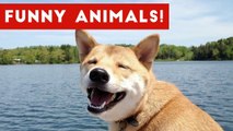 Funniest Pet & Animal Moments Caught On Tape Compilation 2016 _ Funny Pet Videos