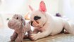 Top 30  Best Cute French BullDog Puppies Videos _ Funny and Cute French Bulldog Puppies Compilation