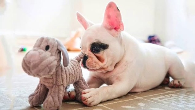 Top 30 Best Cute French BullDog Puppies Videos _ Funny and Cute French Bulldog Puppies Compilation