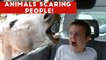 Funniest Animals Scaring People Reactions of 2018 Weekly Compilation _ Funny Pet Videos