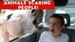 Funniest Animals Scaring People Reactions of 2018 Weekly Compilation _ Funny Pet Videos