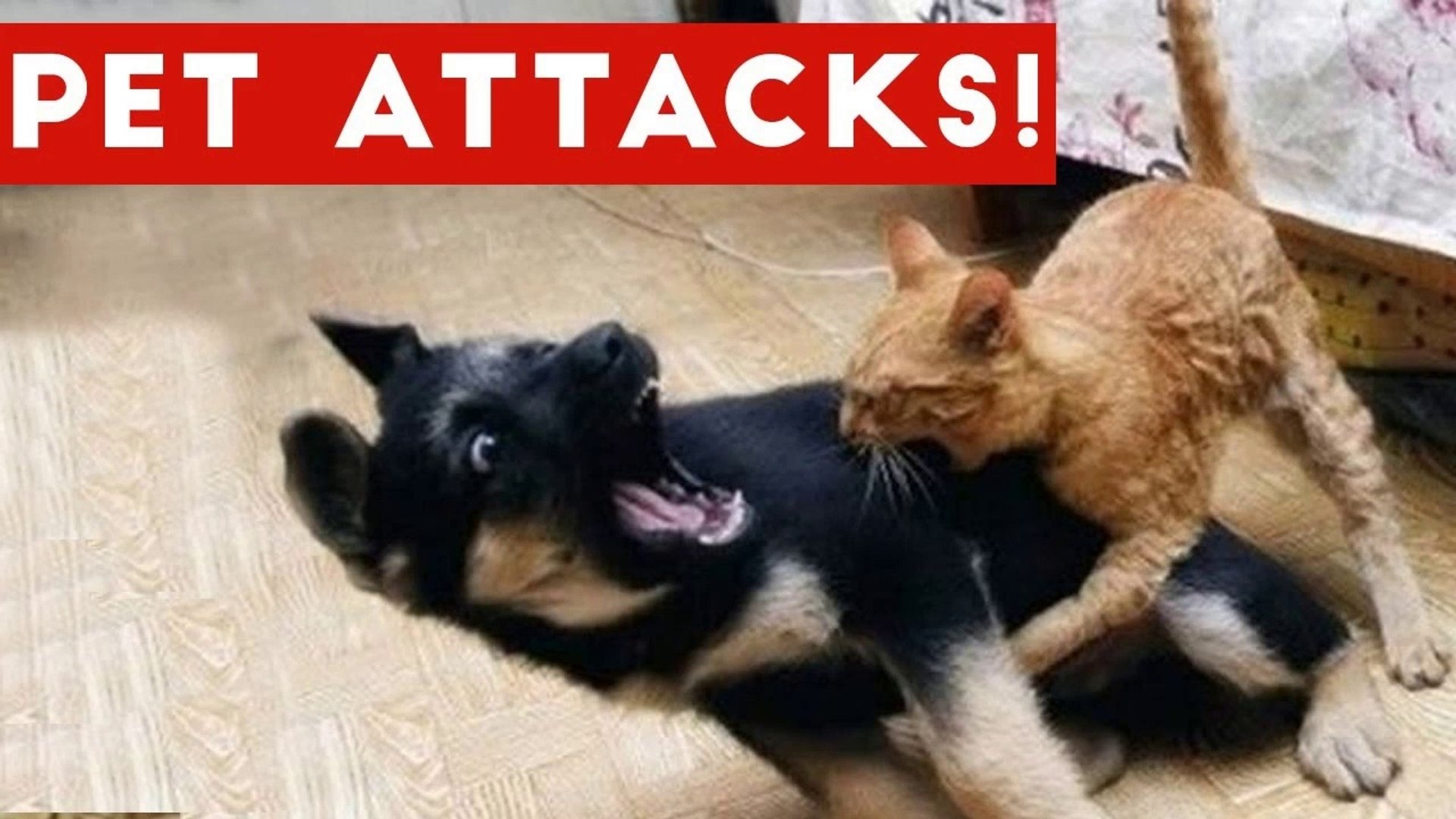 ⁣Funniest Animal Attacks Compilation October 2016 _ Funny Pet Videos