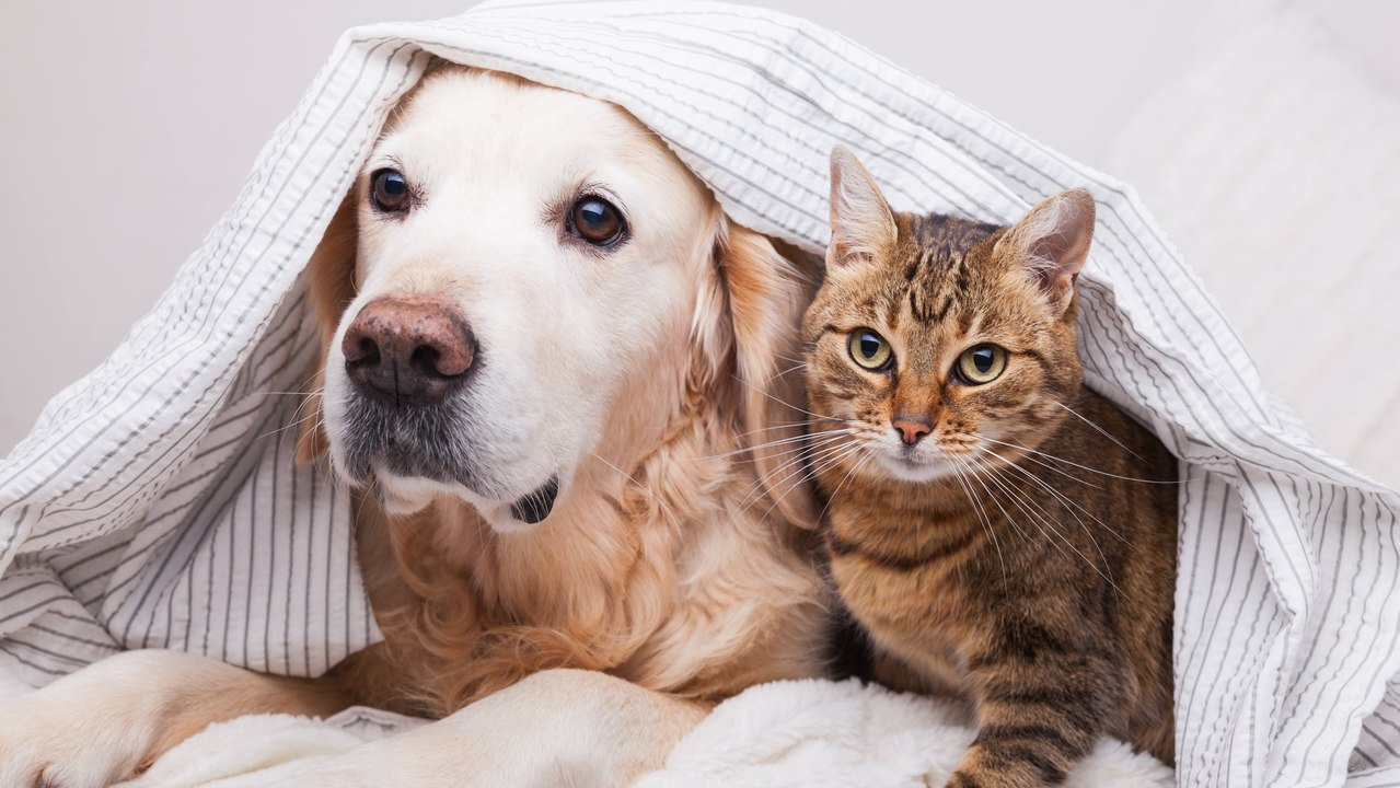 Yavru kedi ile köpeğin gülümseten dostluğu