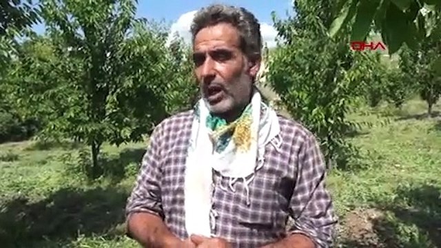 72 yaşındaki hibe desteğinden yaralandı, köyüne 400 ağaçlık kiraz bahçesi kurdu