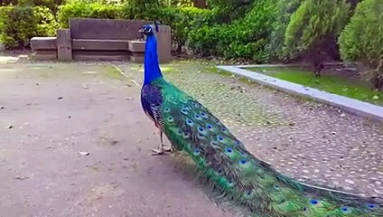 Radha naam dhun with peacock dance