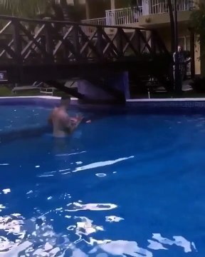 Un flamant rose se prend un pont en pleine tête