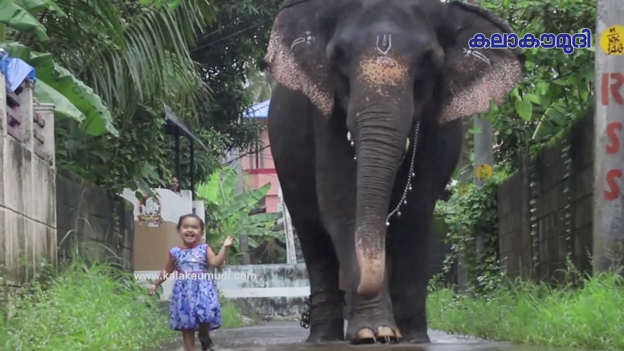 ആനപാപ്പാനെ കണ്ട് ഞെട്ടണ്ട, ഇത് അവളുടെ സ്വന്തം ആനയാ | Kerala Elephant Uma & Cute Baby Girl Bhaama | Kerala Elephant UmaDevi Elephant & Baby Bhamoos