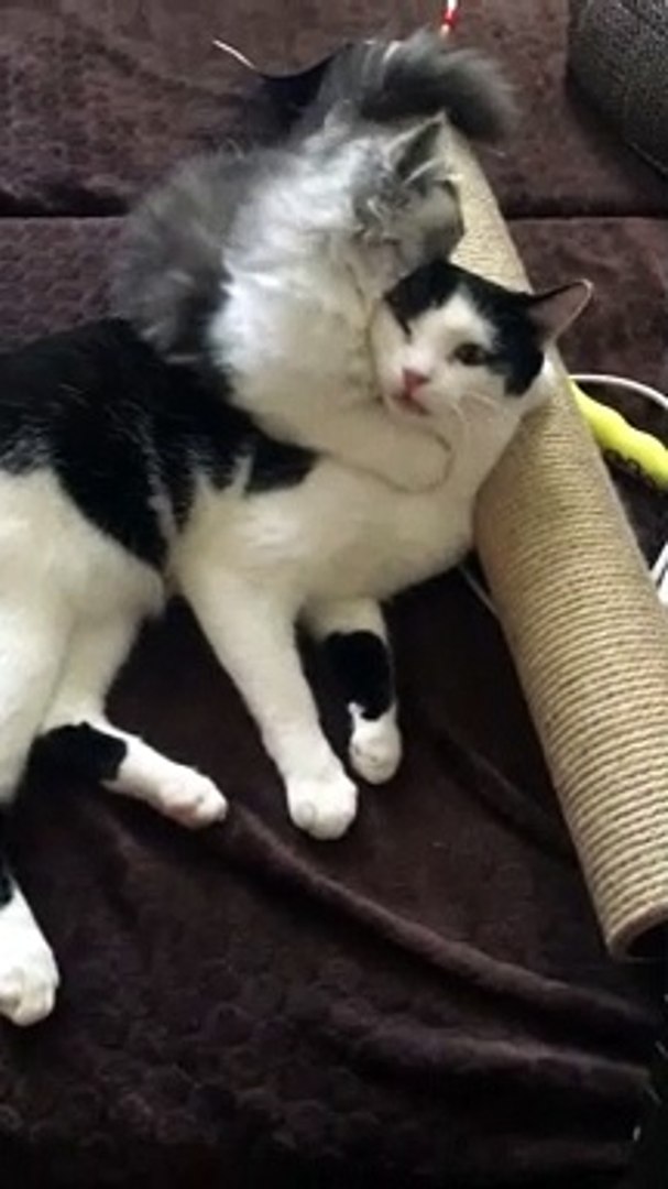 ⁣Grooming Turns Kitty Into Ultimate Purr Machine