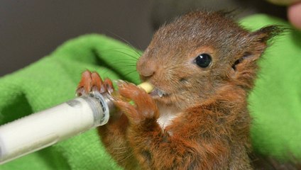 Comment s'appelle le petit de l'écureuil, du phoque, de la grenouille? Faite le test...