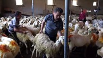 Koyun kırkımı başladı... Ustası günde bin 300 TL'ye kadar kazanabiliyor