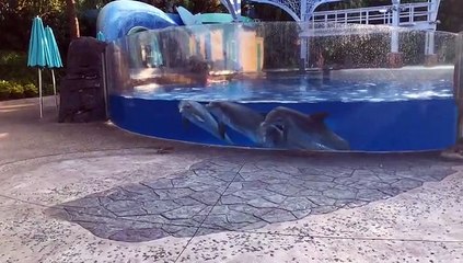 dauphins-regardent-ecureuils