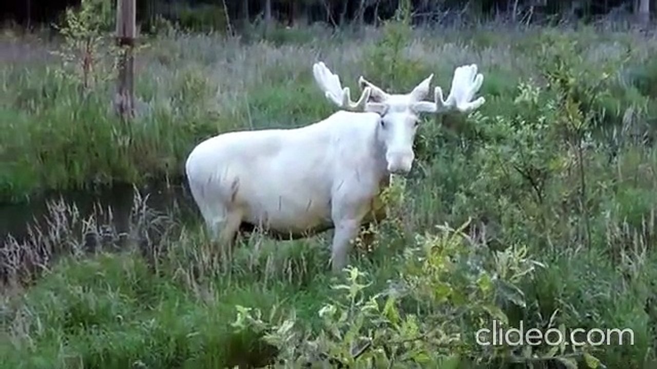 Un élan blanc