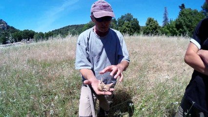 Explications et découverte avec Pascal ARVICUS d'un bulbe de Safran