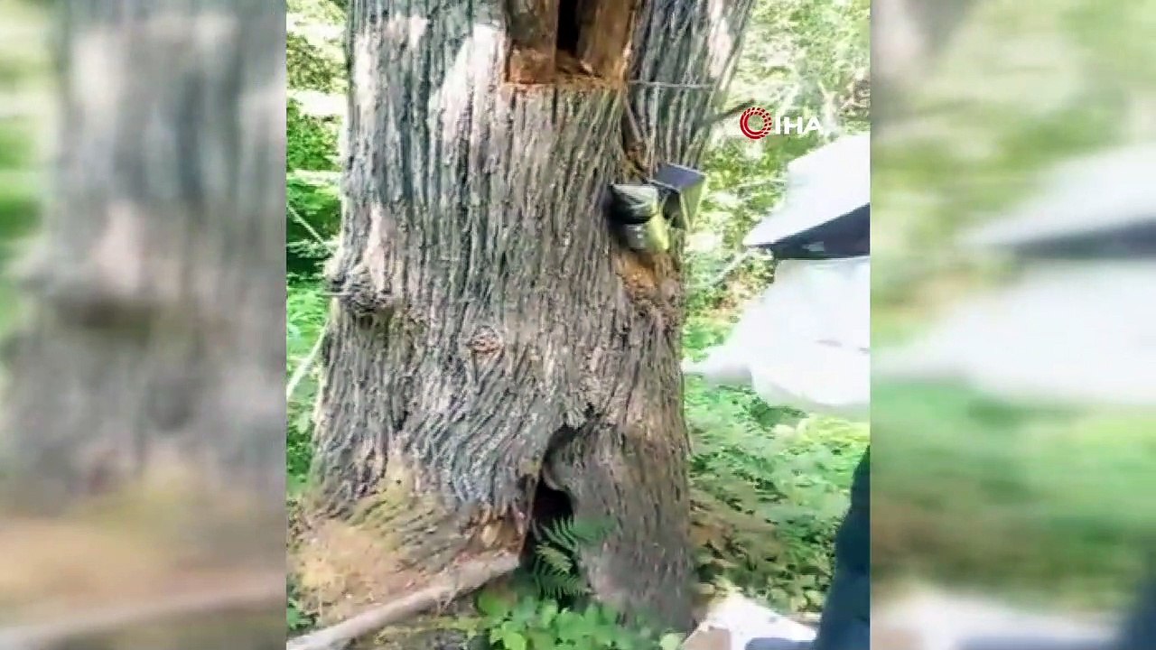Kesilen ağaçtan 10 kilo kestane balı çıktı