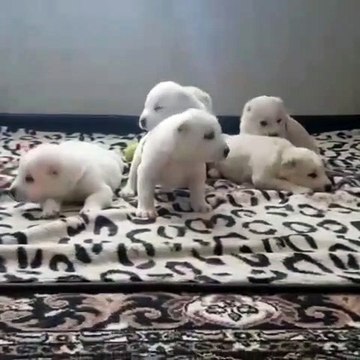 SEViMLi ALABAi COBAN KOPEGi YAVRULARI - CUTE ALABAi SHEPHERD DOG PUPPiES