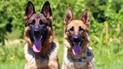 Best dog breeds of all the time. (1)