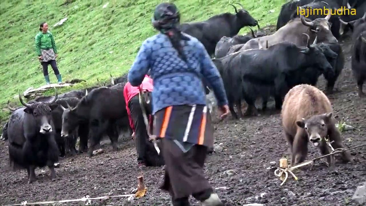 Yak farmer in dolpa nepal