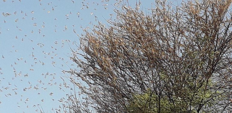 Tiddi Dal Attack : नहीं टला टिड्डी दल का खतरा