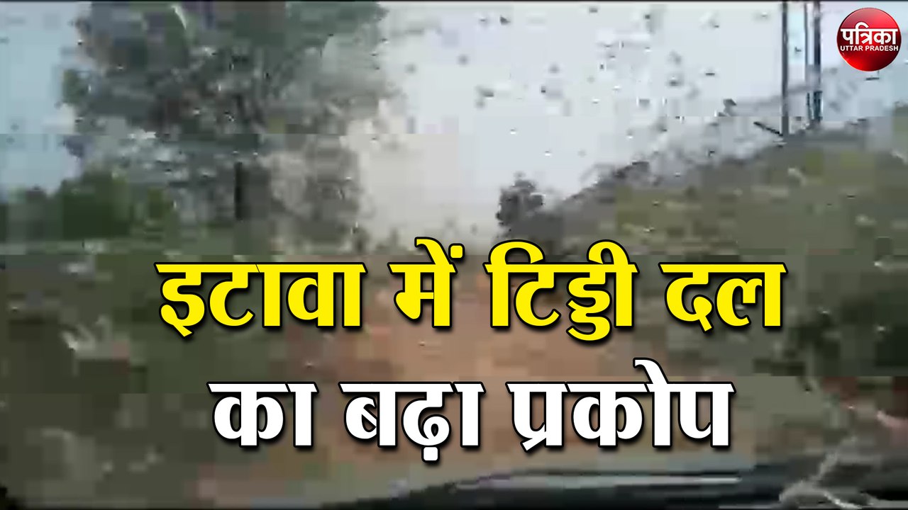 इटावा में टिड्डी दल का प्रकोप बढ़ा