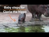 Baby hippo's first dive in a deep pool