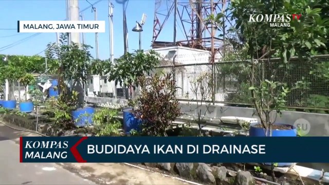 Kreatif!!! Warga di Malang Ubah Drainase Jadi Kolam Ikan