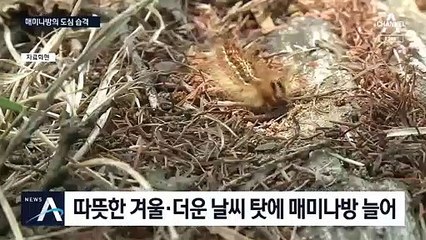 도심 습격 준비하는 매미나방…대량출몰 우려에 ‘긴장’