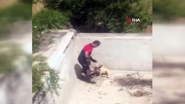 İçi boş havuza giren köpeği itfaiye kurtardı