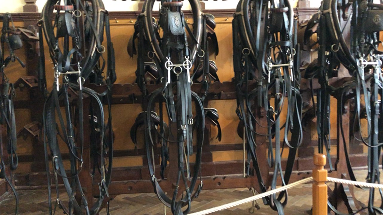 Visite guidée au haras de Lamballe